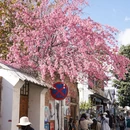 大理州旅游 缩略图 6