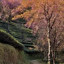 大理州旅游 缩略图 2