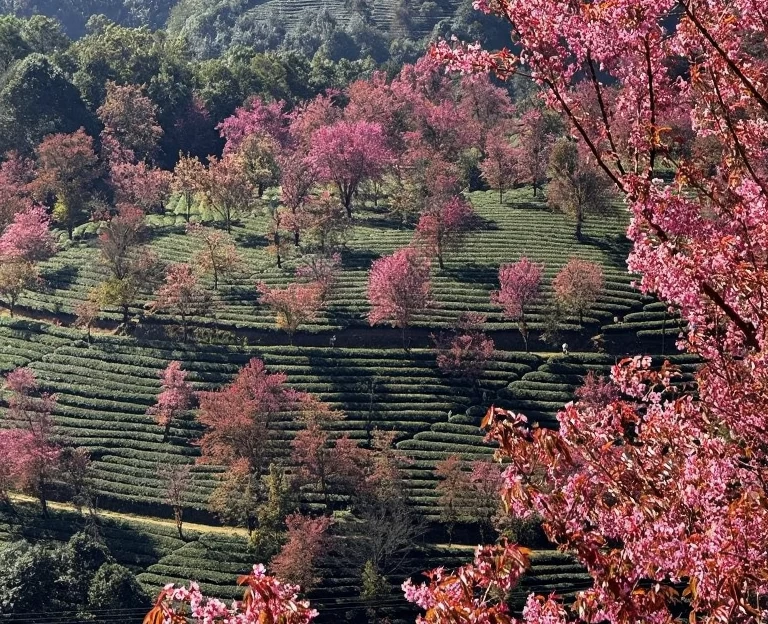 大理州旅游 1