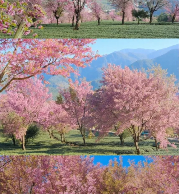大理州旅游 1