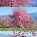 大理州旅游 缩略图 6