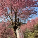 大理州旅游 缩略图 4