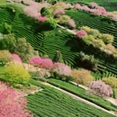 黄山旅游 缩略图 1