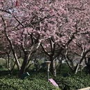 黄山旅游 缩略图 6