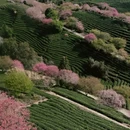 黄山旅游 缩略图 4