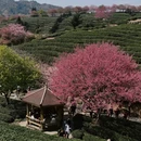 黄山旅游 缩略图 2