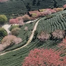 黄山旅游 缩略图 3