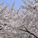 青岛旅游 缩略图 1