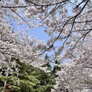 青岛旅游 缩略图 5