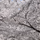 青岛旅游 缩略图 2