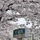 青岛旅游 缩略图 4