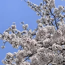 青岛旅游 缩略图 6