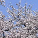 青岛旅游 缩略图 7