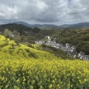 黄山旅游 缩略图 4