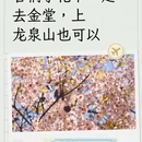 成都旅游 缩略图 13