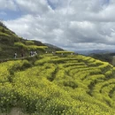 黄山旅游 缩略图 5