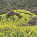 黄山旅游 缩略图 6