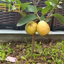重庆旅游 缩略图 1