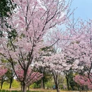 上海旅游 缩略图 6