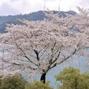 杭州旅游 缩略图 6