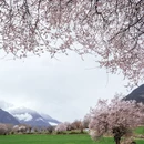 林芝旅游 缩略图 2