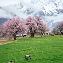 林芝旅游 缩略图 3