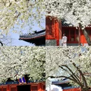 北京旅游 缩略图 4