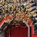 北京旅游 缩略图 4