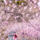 北京旅游 缩略图 10