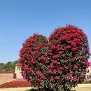 东莞旅游 缩略图 7