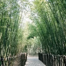 潍坊旅游 缩略图 8
