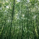 潍坊旅游 缩略图 6