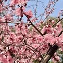 重庆旅游 缩略图 6