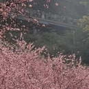 重庆旅游 缩略图 13