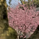 重庆旅游 缩略图 10