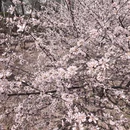 济南旅游 缩略图 12