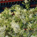 北京旅游 缩略图 1