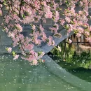 成都旅游 缩略图 5