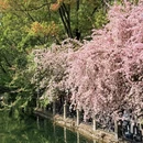 成都旅游 缩略图 2