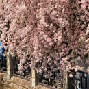 成都旅游 缩略图 1