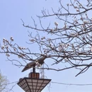青岛旅游 缩略图 7