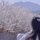 青岛旅游 缩略图 5