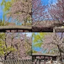 北京旅游 缩略图 5