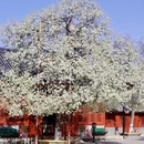 北京旅游 缩略图 7