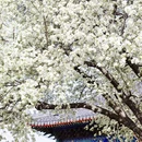 北京旅游 缩略图 6