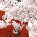 北京旅游 缩略图 8