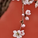 北京旅游 缩略图 7