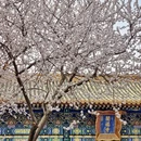 北京旅游 缩略图 8