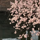 北京旅游 缩略图 4