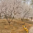 北京旅游 缩略图 6
